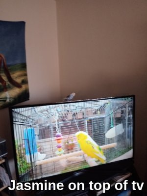 Jamine51621.jpg Jamine51621.jpg