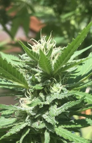 870F736C-5C02-4A7A-B8C8-BADE68EE3892.jpeg 870F736C-5C02-4A7A-B8C8-BADE68EE3892.jpeg