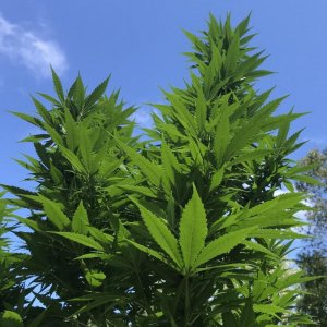 4FAC1976-85FE-49DE-BB1A-1B1BFF8B4FEA.jpeg 4FAC1976-85FE-49DE-BB1A-1B1BFF8B4FEA.jpeg