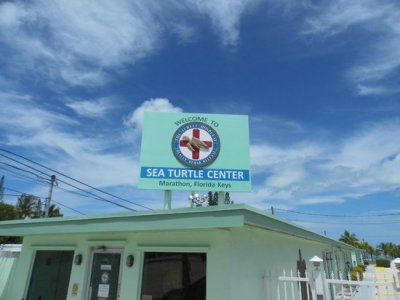 the-turtle-hospital.jpg the-turtle-hospital.jpg