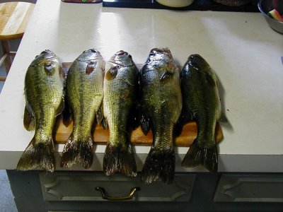 bass 001.jpg