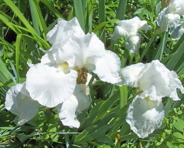 iris May 2017b.jpg