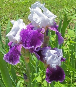 iris May 2017e.jpg