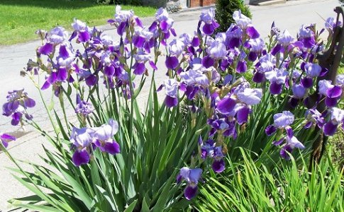 iris May 2017f.jpg