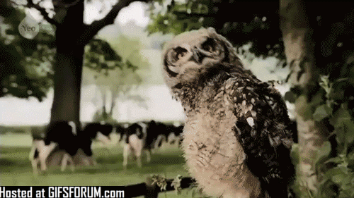 Owl_headroll.gif
