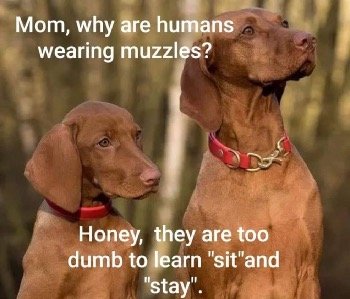 Dogs say humans dumb.1.jpeg