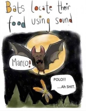 covid joke bat.jpg