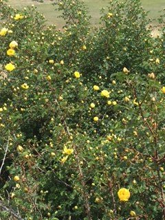 rose bush.jpg 2.jpg