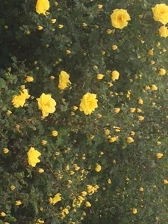rose bush.jpg 3.jpg