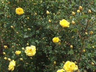 rose bush.jpg