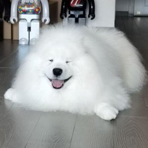 whitedog.jpg