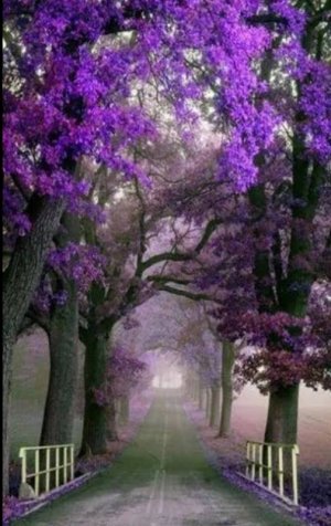 purp lane.jpg