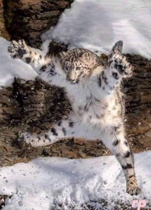 snowleapardpouncing.jpg