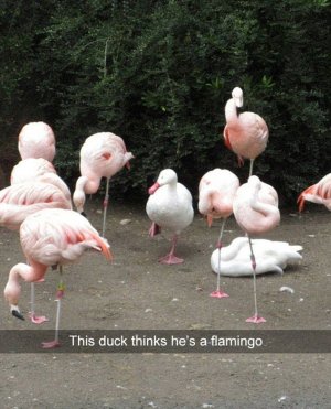 duck.jpg