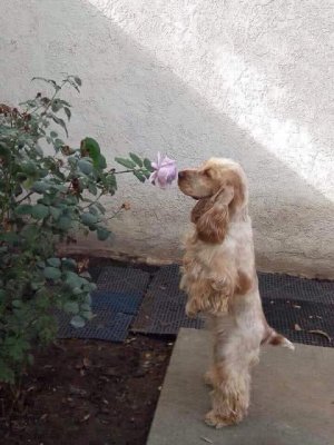 godsmellflower.jpg
