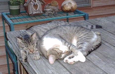 cat1105.jpg