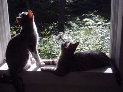 cats4.jpg cats4.jpg