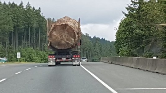 tree2.jpg
