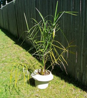palm.jpg