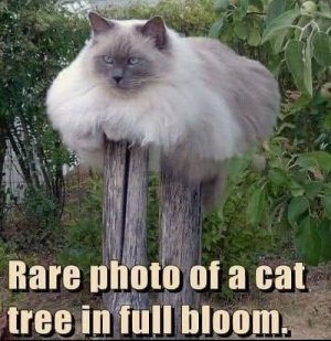 cattree.jpg