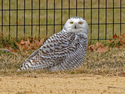 owl.jpg