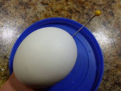 egg.JPG