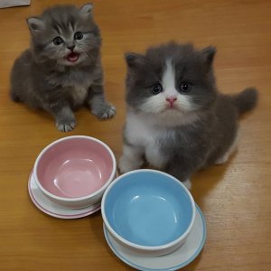 cat hungry.jpg