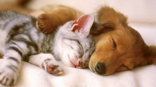 kit&pup.jpg