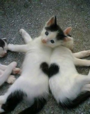kittens.jpg