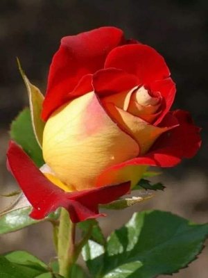 flowers rose 4.jpg