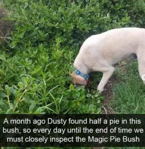 ago-dusty-found-half-pie-this-bush-so-every-day-until-end-time-must-closely-inspect-magic-pie-...jpg