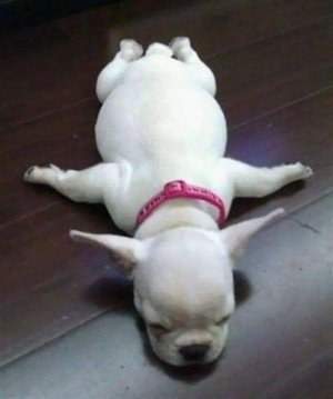 dogfacedown.jpg