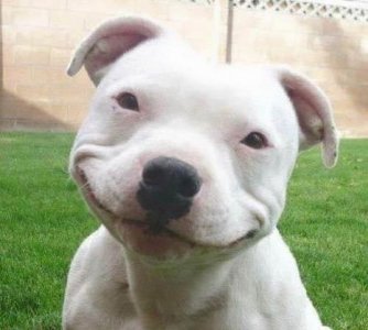 smilingdog.jpg