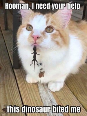 catnewt.jpg