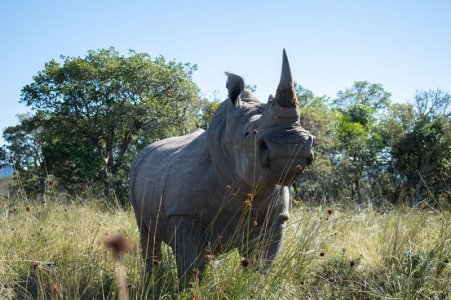 rhino.jpg