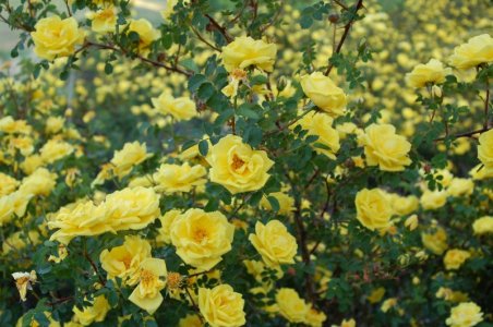 rose bush 12.jpg