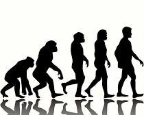 evolutionary chart.jpg