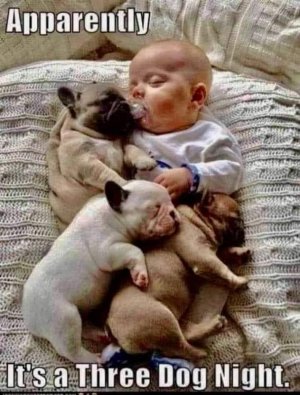 3dognite.jpg