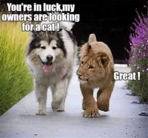 dog33.jpg