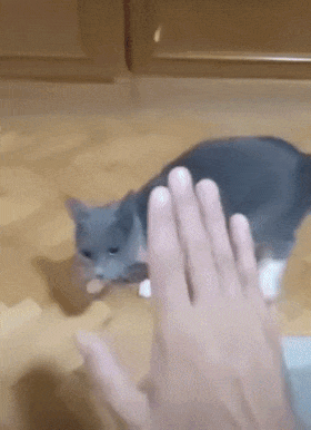 giphy.gif