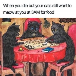 diecatmeowyou.jpg