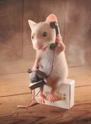 mouseonphone.jpg
