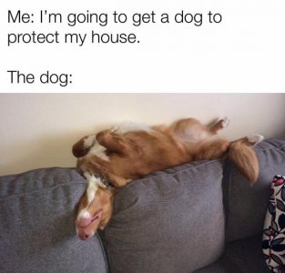 getdogprotect.jpg