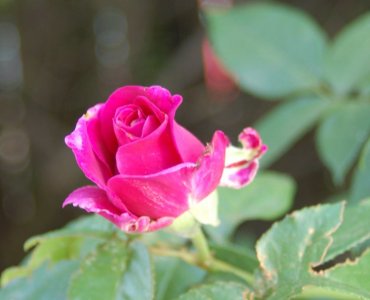 pink rose.JPG