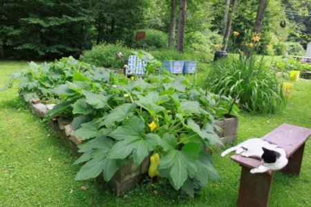 gardenpic12.jpg