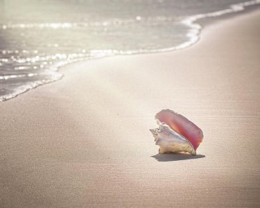conch-shell-on-pink-sand-beach-harbour-image-by-sherry-galey.jpg