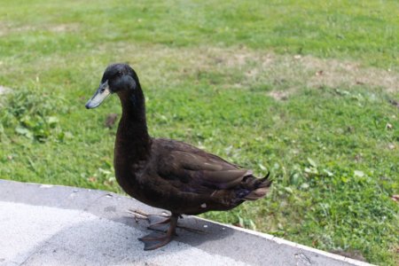 blackie.JPG