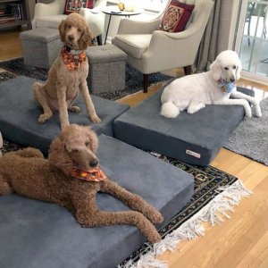 dogs33.jpg
