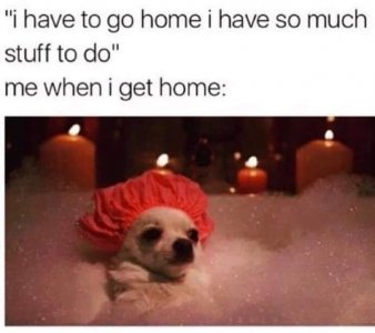 dogs35.jpg