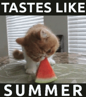 cat-cute-funny-cats-watermelon-Favim.com-2850394.gif